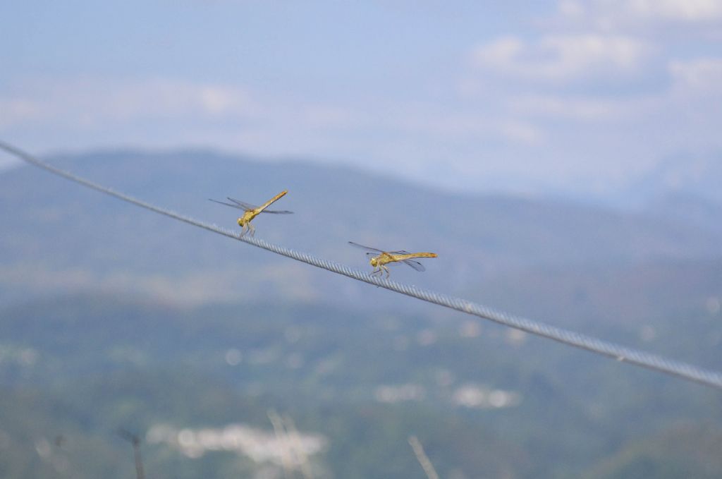 Quale Sympetrum ? S. meridionale